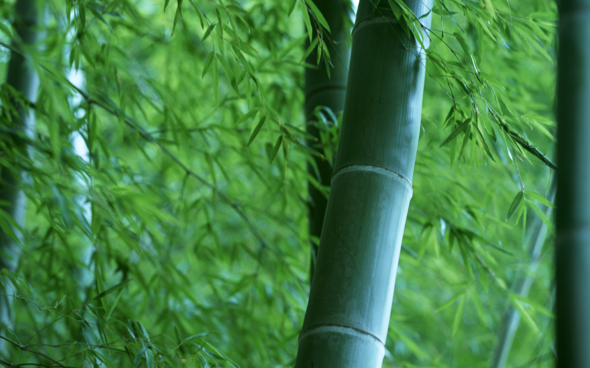 竹子绿色清新4k背景图片-千叶网
