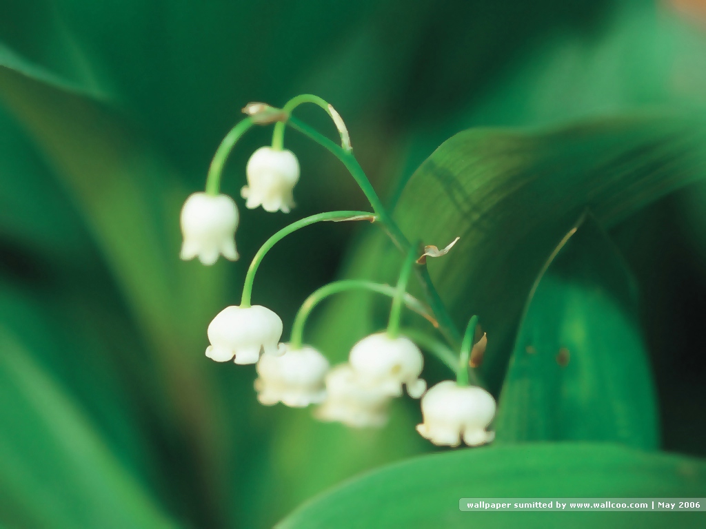 白色铃兰花壁纸