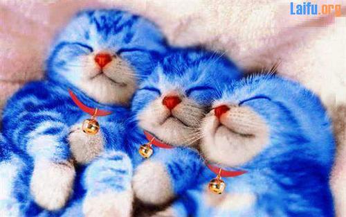 超可爱囧猫猫图片_囧图趣照下载_太平洋游戏