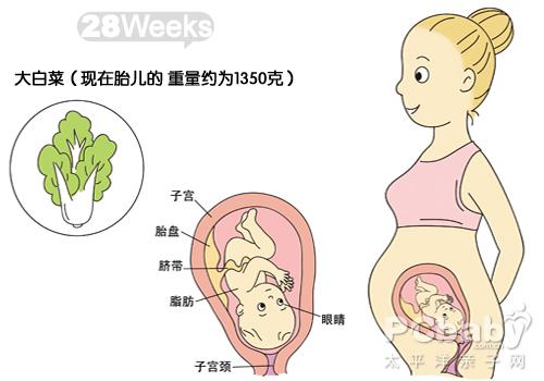 怀孕21-30周图解