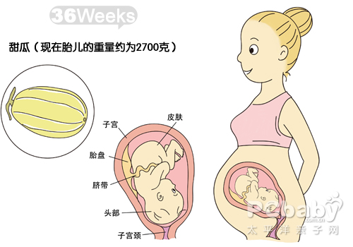 怀孕图解胎儿36周