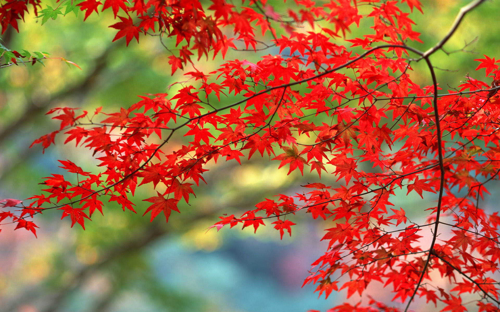 去日本看红叶怎么走？最佳红叶观赏路线推荐 - 知乎