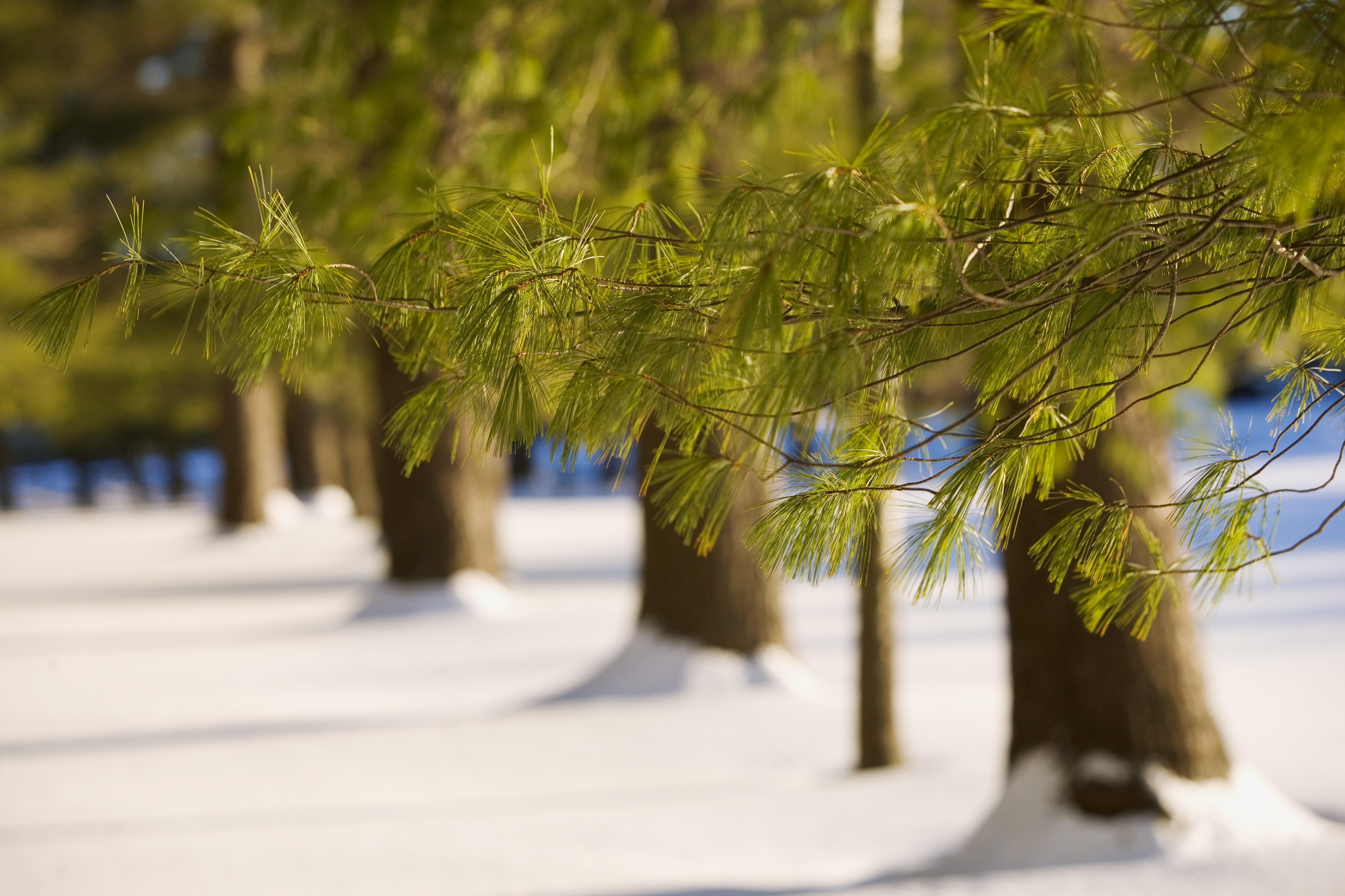 高清雪景宽屏壁纸合集