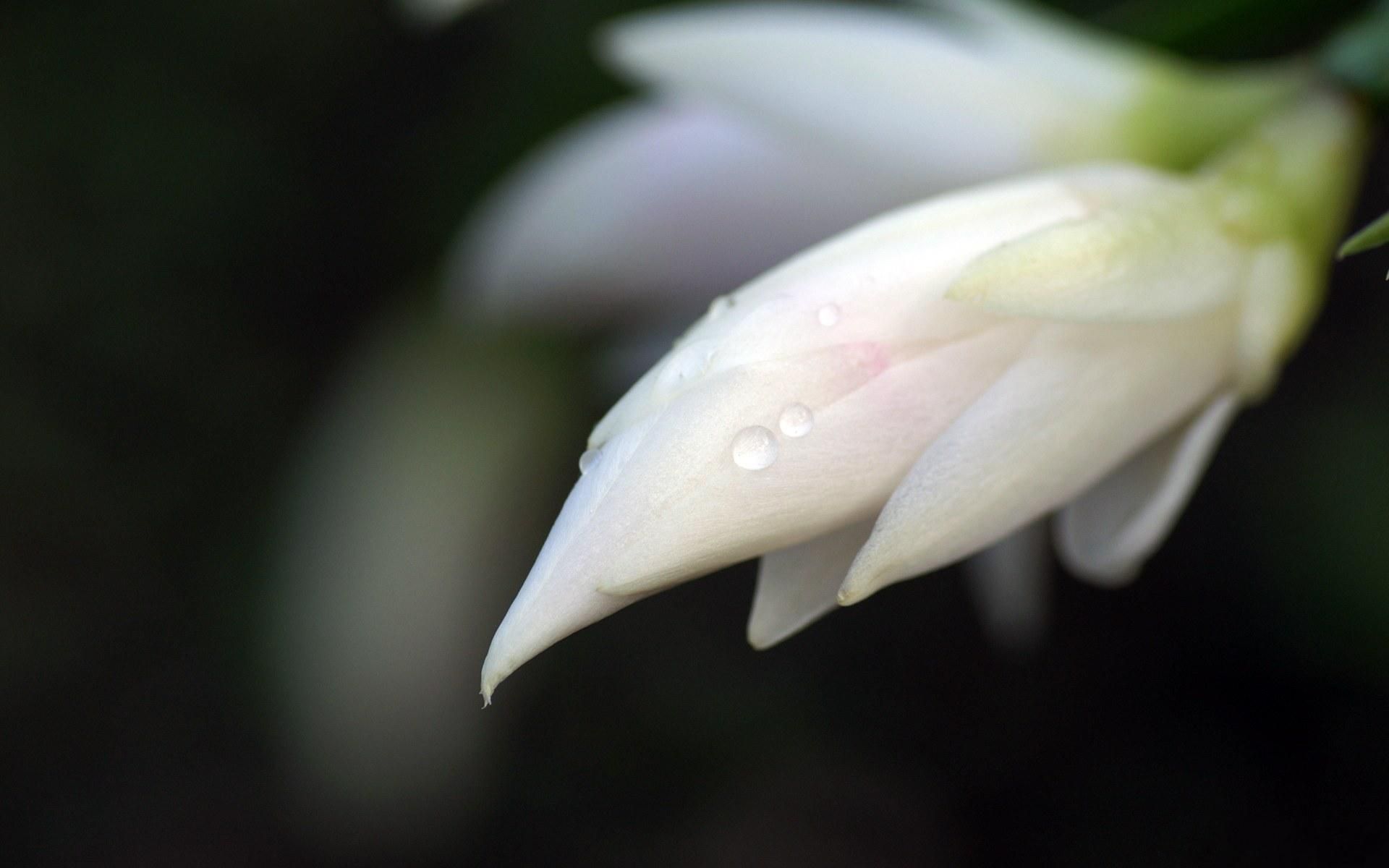 《春暖花開》 壁紙(2)